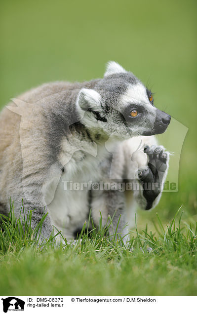 Katta / ring-tailed lemur / DMS-06372