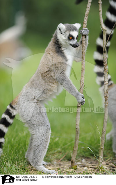 Katta / ring-tailed lemur / DMS-06373
