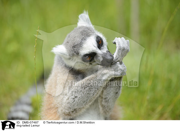 Katta / ring-tailed Lemur / DMS-07487