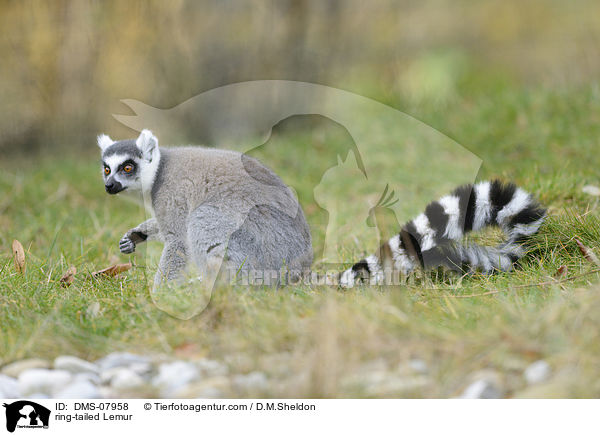 Katta / ring-tailed Lemur / DMS-07958