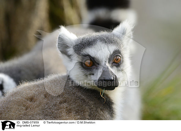 Katta / ring-tailed Lemur / DMS-07959