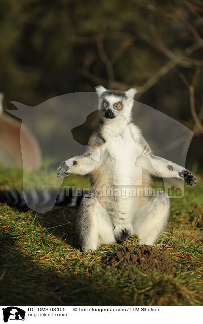 Katta / ring-tailed Lemur / DMS-08105