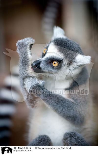 Katta / ring-tailed Lemur / MAZ-04217