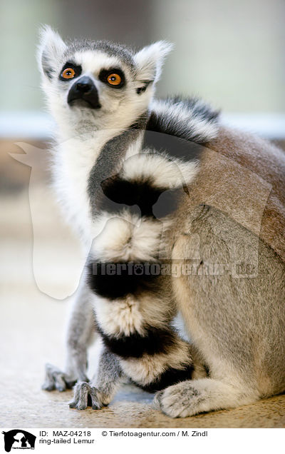 Katta / ring-tailed Lemur / MAZ-04218