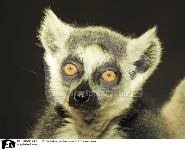 Katta / ring-tailed lemur / HB-01747