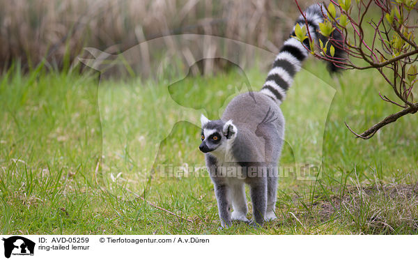 Katta / ring-tailed lemur / AVD-05259