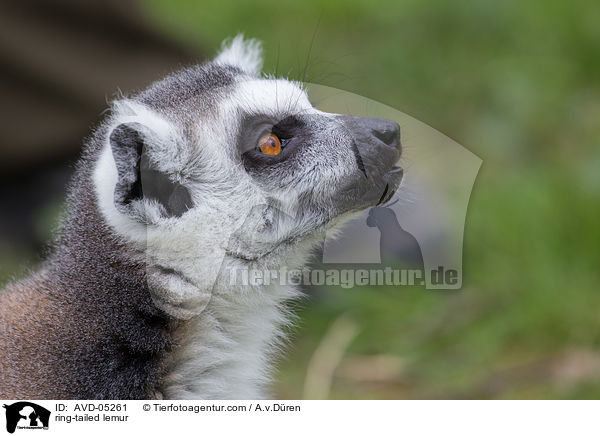 Katta / ring-tailed lemur / AVD-05261