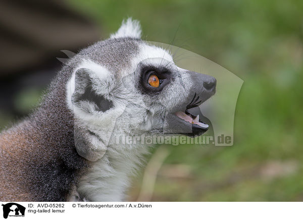 Katta / ring-tailed lemur / AVD-05262