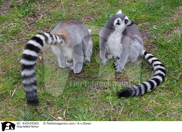 Kattas / ring-tailed lemur / AVD-05263