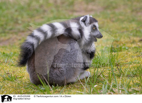 Katta / ring-tailed lemur / AVD-05266