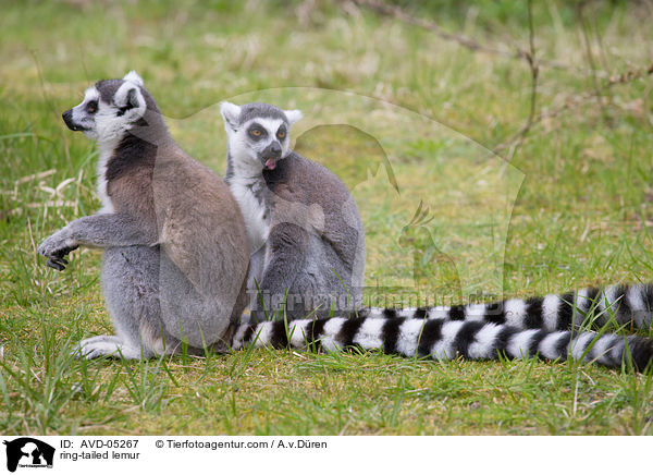 Kattas / ring-tailed lemur / AVD-05267