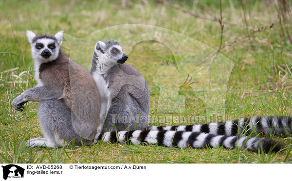 Kattas / ring-tailed lemur / AVD-05268
