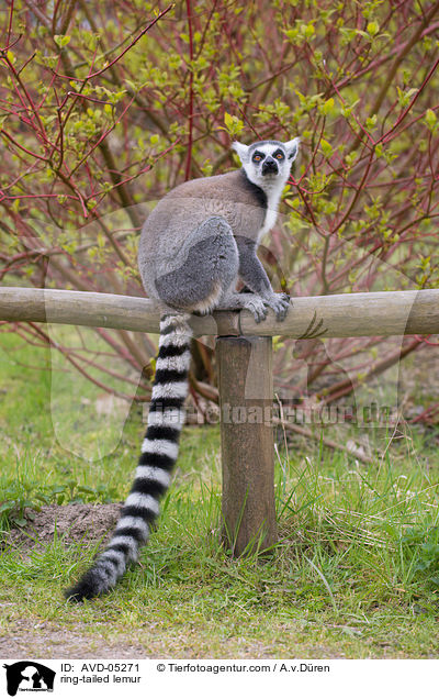 Katta / ring-tailed lemur / AVD-05271