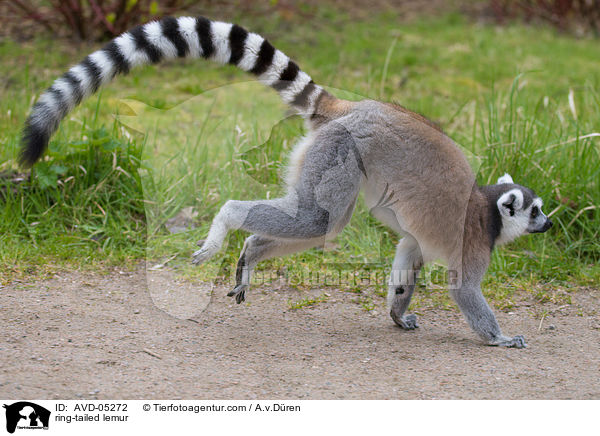 Katta / ring-tailed lemur / AVD-05272