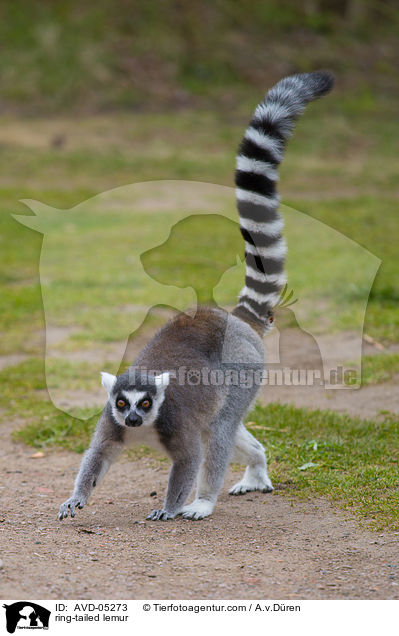 Katta / ring-tailed lemur / AVD-05273