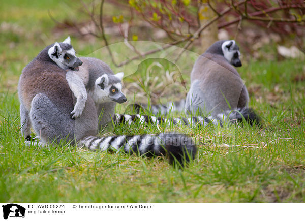Kattas / ring-tailed lemur / AVD-05274