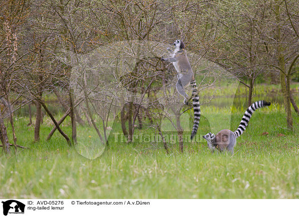 Kattas / ring-tailed lemur / AVD-05276