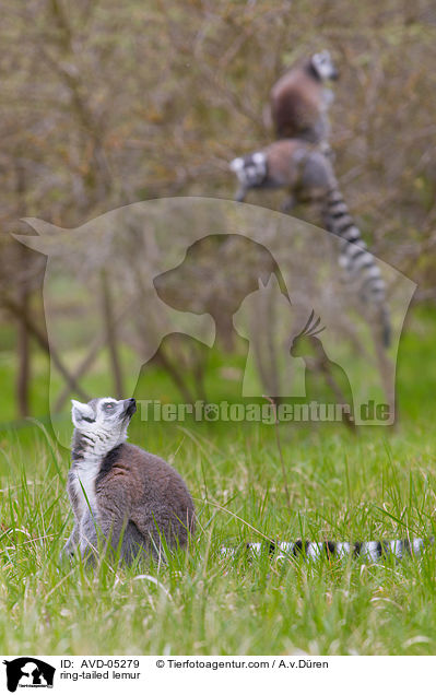 Kattas / ring-tailed lemur / AVD-05279