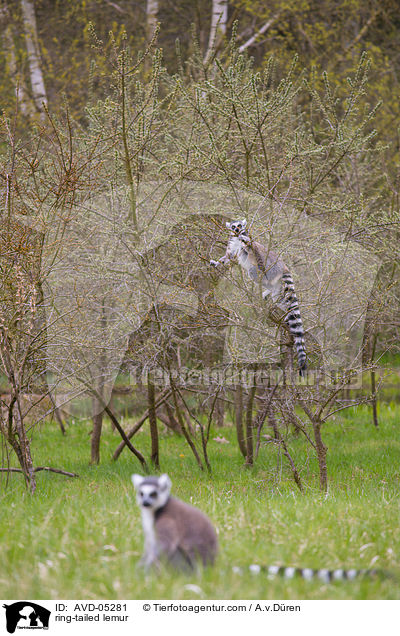 Kattas / ring-tailed lemur / AVD-05281