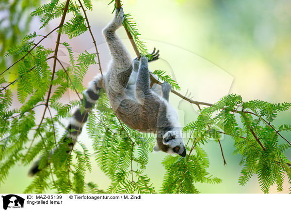 Katta / ring-tailed lemur / MAZ-05139