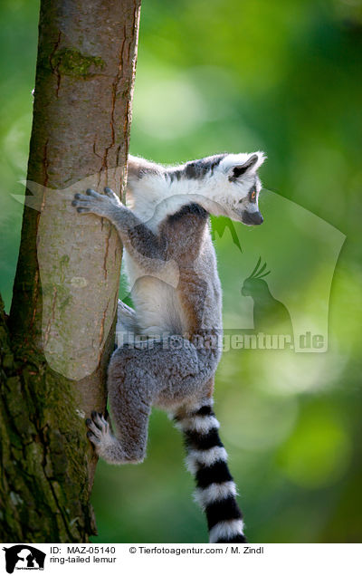 Katta / ring-tailed lemur / MAZ-05140