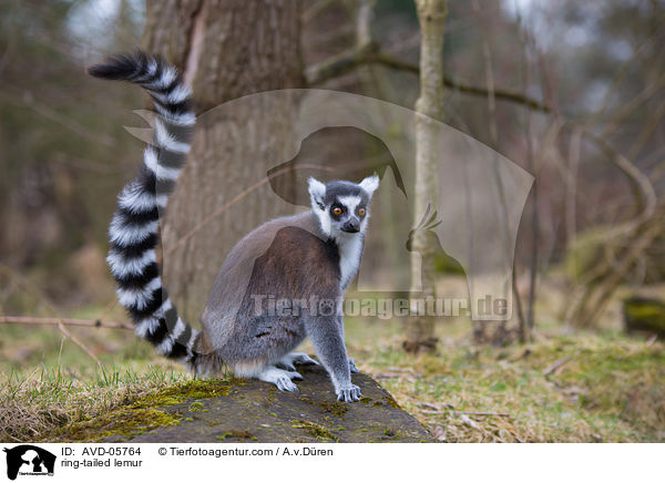Katta / ring-tailed lemur / AVD-05764