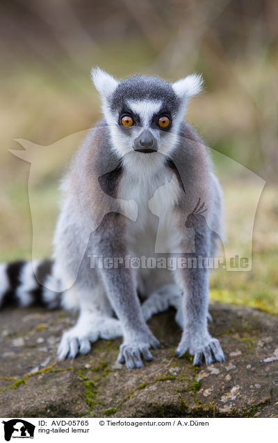 Katta / ring-tailed lemur / AVD-05765