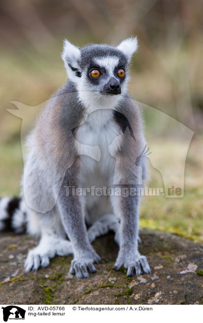 Katta / ring-tailed lemur / AVD-05766