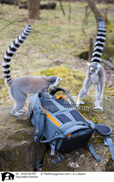 Kattas / ring-tailed lemurs / AVD-05767