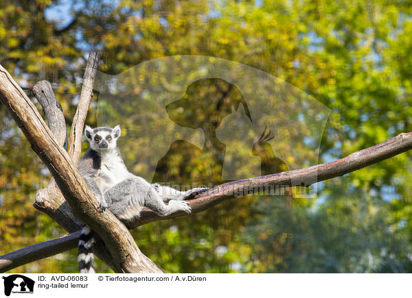 Katta / ring-tailed lemur / AVD-06083