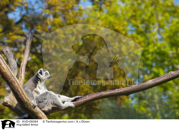 Katta / ring-tailed lemur / AVD-06084