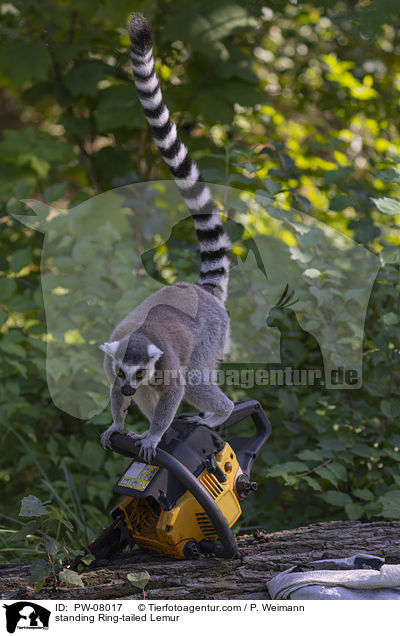 stehender Katta / standing Ring-tailed Lemur / PW-08017