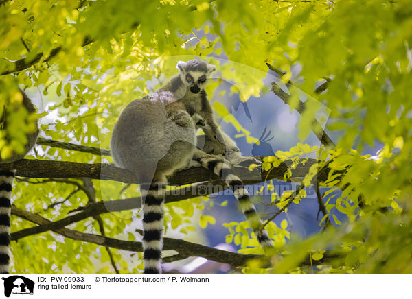 Kattas / ring-tailed lemurs / PW-09933
