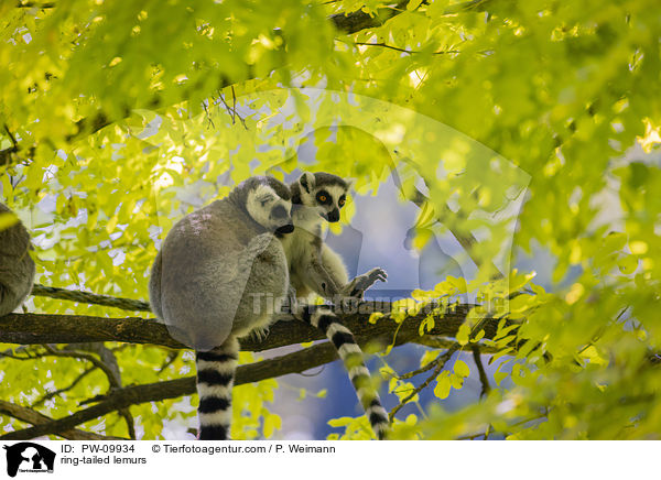 Kattas / ring-tailed lemurs / PW-09934