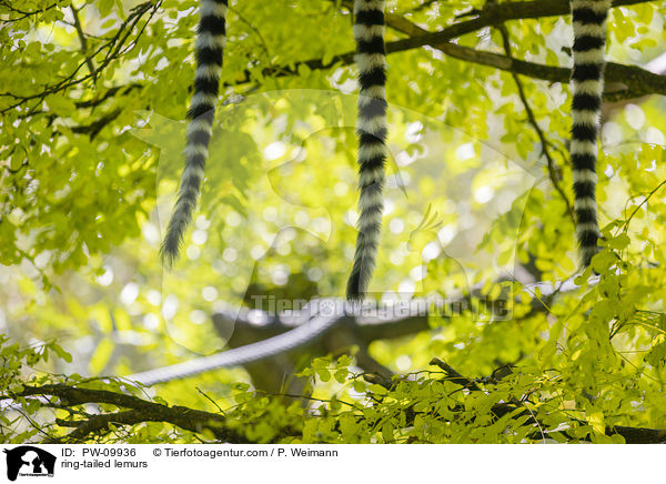 Kattas / ring-tailed lemurs / PW-09936