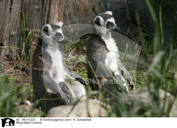 Kattas / Ring-tailed Lemurs / HS-01221