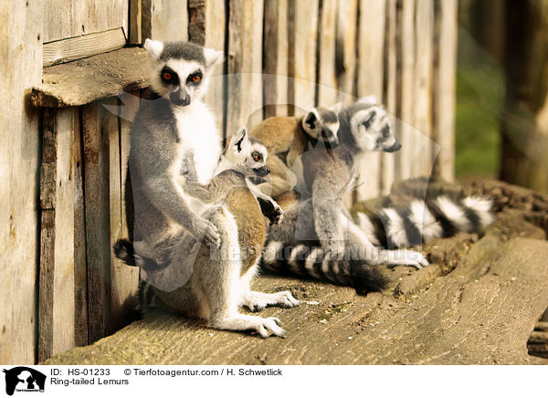 Kattas / Ring-tailed Lemurs / HS-01233
