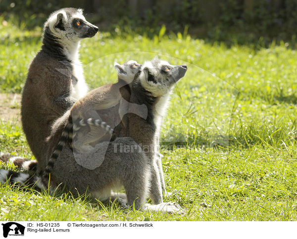 Ring-tailed Lemurs / HS-01235