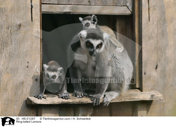 Kattas / Ring-tailed Lemurs / HS-01287