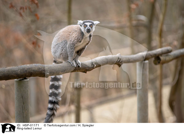 Katta / Ring-tailed Lemur / HSP-01171