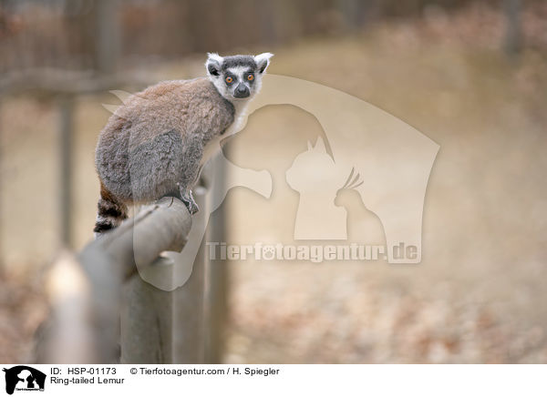 Katta / Ring-tailed Lemur / HSP-01173