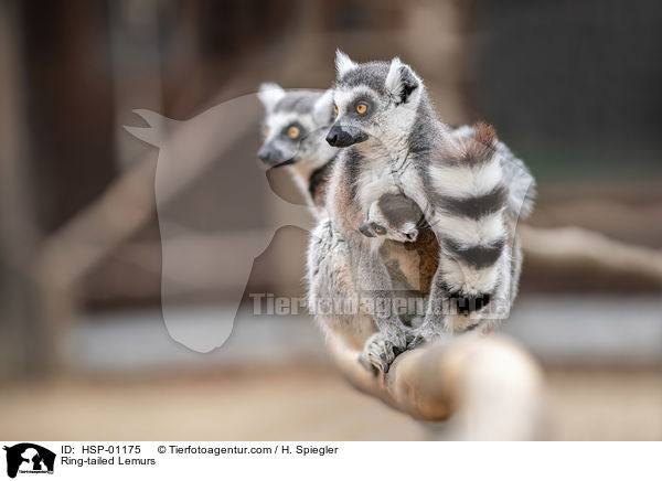 Kattas / Ring-tailed Lemurs / HSP-01175