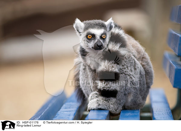 Katta / Ring-tailed Lemur / HSP-01176
