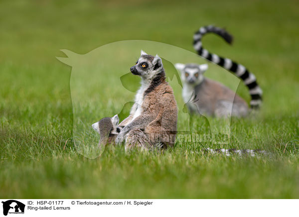 Kattas / Ring-tailed Lemurs / HSP-01177