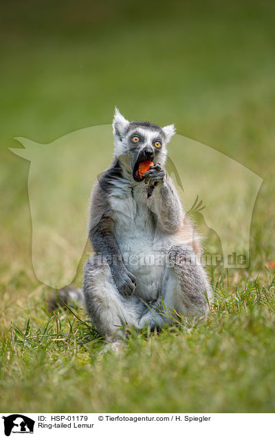 Katta / Ring-tailed Lemur / HSP-01179