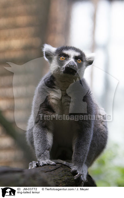 Katta / ring-tailed lemur / JM-03772