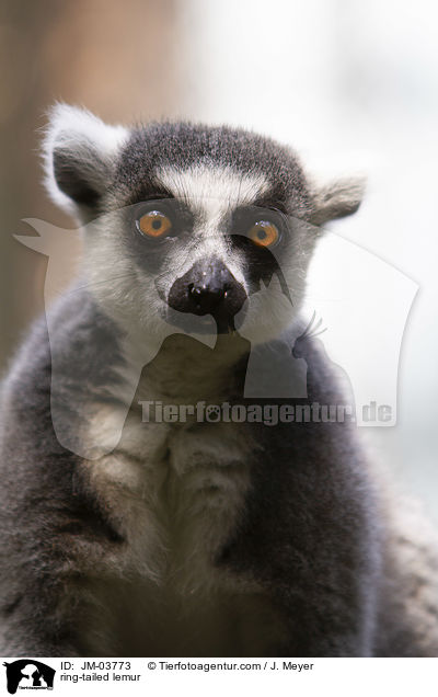 Katta / ring-tailed lemur / JM-03773