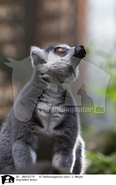 Katta / ring-tailed lemur / JM-03775