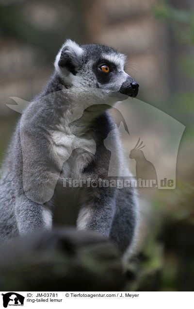 Katta / ring-tailed lemur / JM-03781