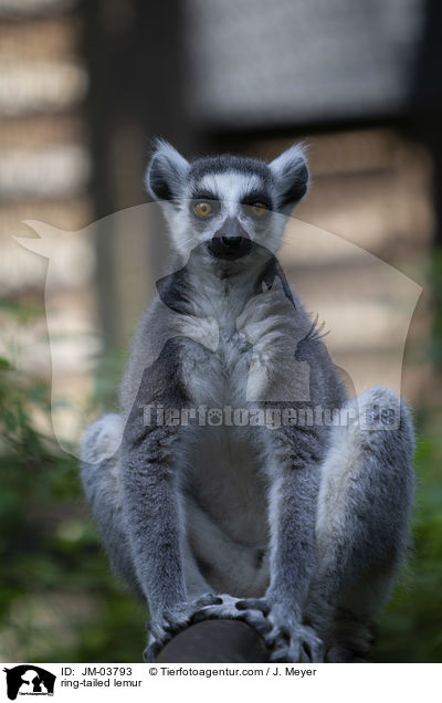 Katta / ring-tailed lemur / JM-03793